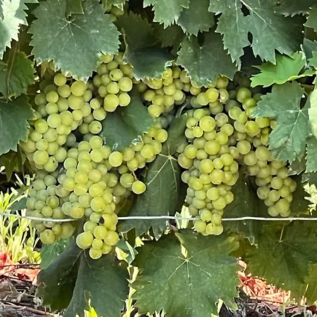 Casa Della Torre - With Panoramic View Holiday home